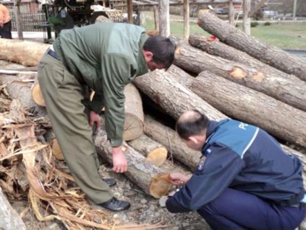 Autorii unui furt de lemne au fost identificaţi cu operativitate