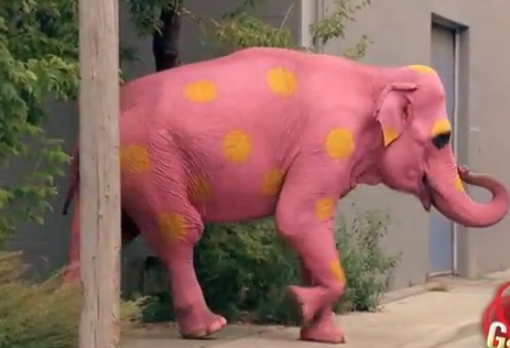 VIDEO Există elefanți roz ? Sa râdem cu polițiștii, nu de polițiști
