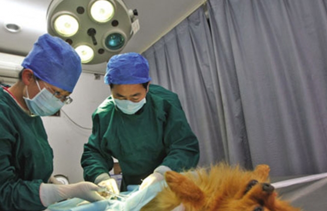 Campanie gratuită de sterilizare a câinilor la Reșița