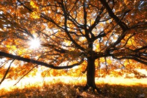 2f4145a9-205e-492a-ba2f-618ab65bf1f9