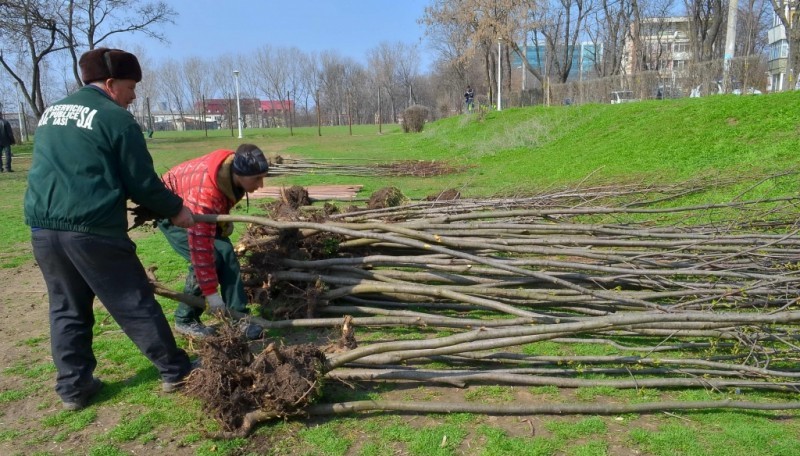 VIDEO 1,2 milioane de puieți din pepinierele proprii pentru a reîmpăduri in Caras Severin