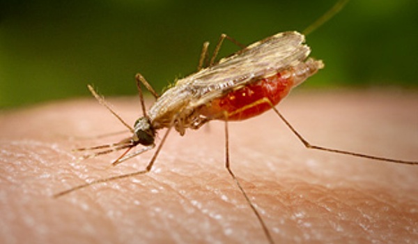 Cercetatorii germani au descoperit ca boala LYME se gasește și în țânțari