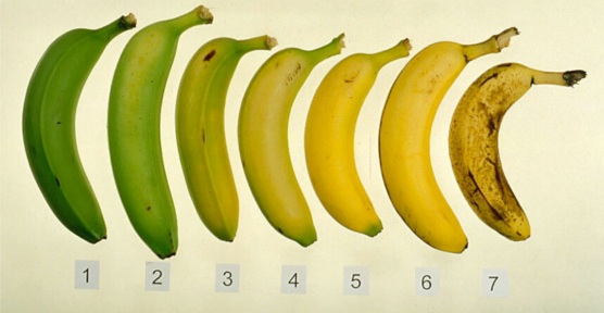 Stiai care banana este cea mai sanatoasa? Majoritatea nu stiu asta
