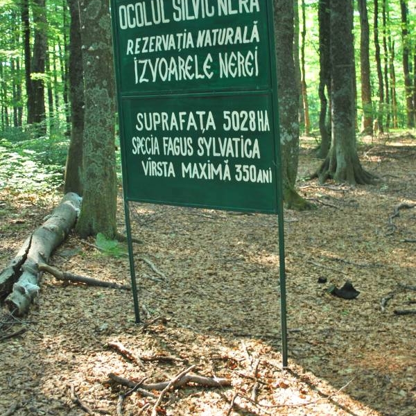 Pădurea Izvoarele Nerei, la un pas de includerea în patrimoniul UNESCO