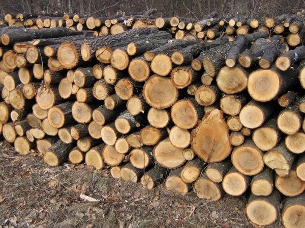 Furt de material lemnos – Se distrug și pădurile de salcâm