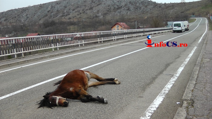 VIDEO Made în România – Accident cu doi cai morți și o mașină distrusă la Carașova