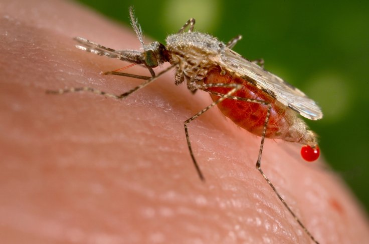 Vremea urâtă și codul galben amână declanșarea ,,războiului” cu țânțarii