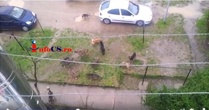VIDEO Primim pe adresa redactiei: Haite de caini printre blocuri la Moldova Noua