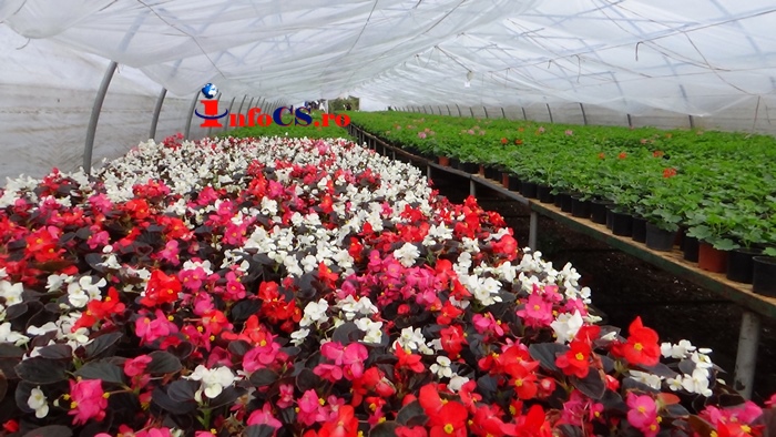 VIDEO De la răsadniţă la plantare; Zeci de mii de flori vor înfrumuseţa anul acesta oraşul