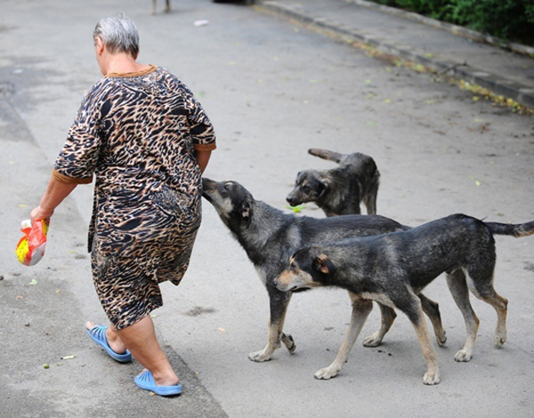 VIDEO Femeie atacată de câini în mijlocul orașului – Se întâmplă în Caraș Severin, la Moldova Nouă