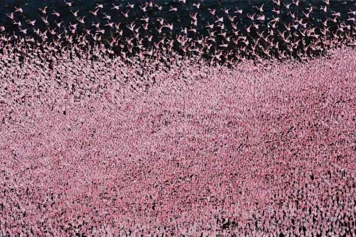 VIDEO O clipă de frumos – Lacul peste care se zboară roz – Lacul Nakuru