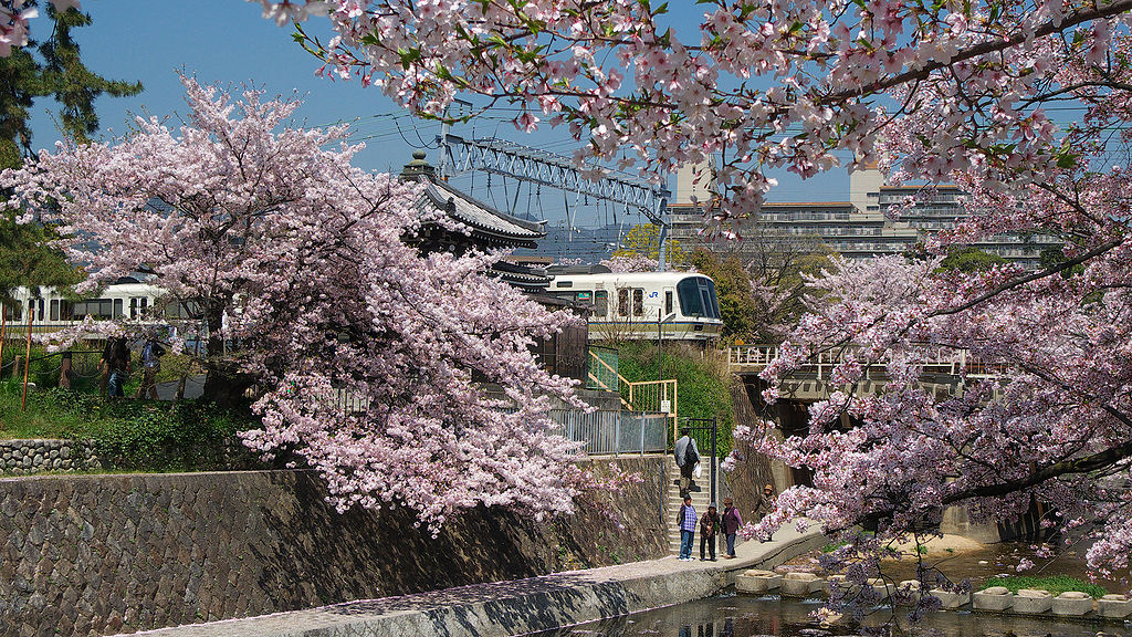 VIDEO In Japonia este in plina desfasurarea sarbatoare florii de cires
