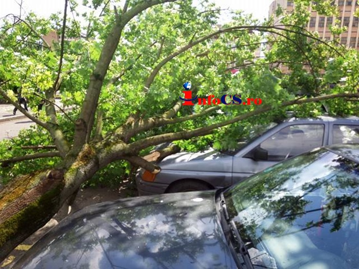 VIDEO La un pas de tragedie – un copac de 15 m a cazut peste 3 masini la Resita