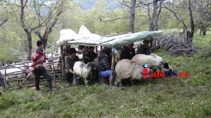 VIDEO Masuratul oilor nu piere la Cornereva în Caras Severin
