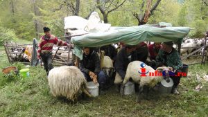 Masurat Corneteva 2016 mai (22)