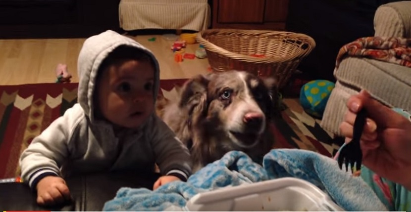 VIDEO Câinele spune „Mama” atunci când copilul nu reuşeşte
