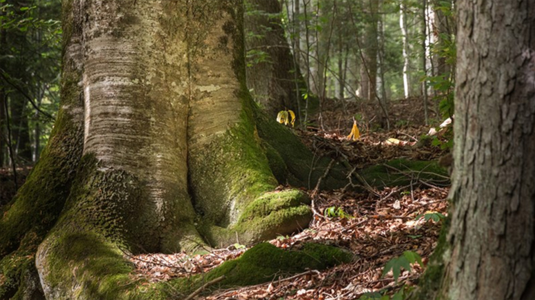 VIDEO Cosava Mica este in pericol – Petiție pentru SALVAREA pădurilor virgine din Banat si din România
