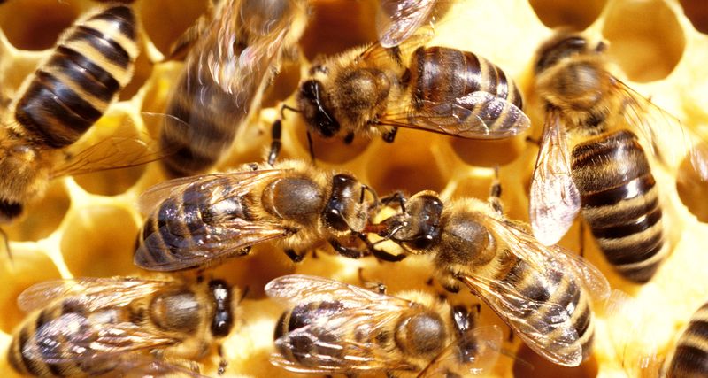 VIDEO Ajutor financiar pentru apicultorii caraseni