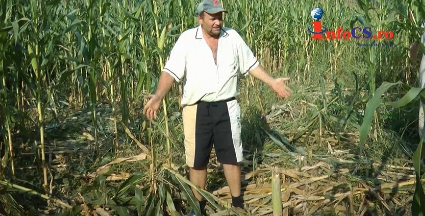 VIDEO Mistretii distrug culturile de porumb din Jitin si de pe Valea Carasului