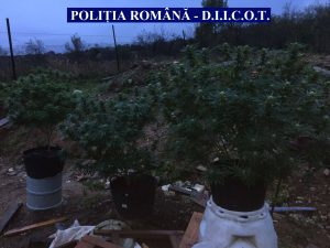 foto-cannabis-1