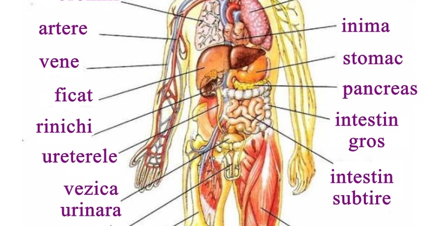 Anatomie umană - Wikipedia
