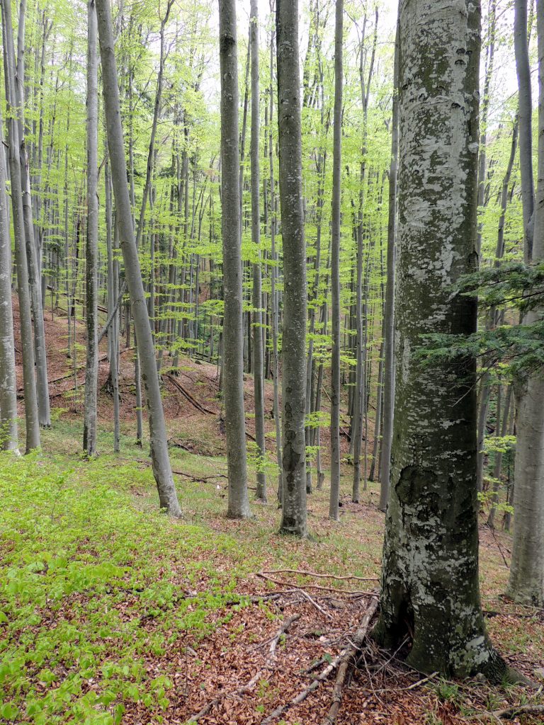 Tabugan este duplicitar? Lunga luptă a Romsilvei pentru desființarea Rezervației Bârzăvița din Parcul Național Semenic, arie protejată sit Natura 2000