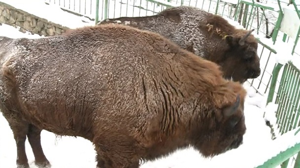 VIDEO Condiţii de iarna bune pentru animalutele de la Zoo Reşita cu zăpadă şi măgarusi baroc