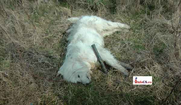 VIDEO Cel puțin 10 câini ciobănești uciși prin otrăvire la Bocsa