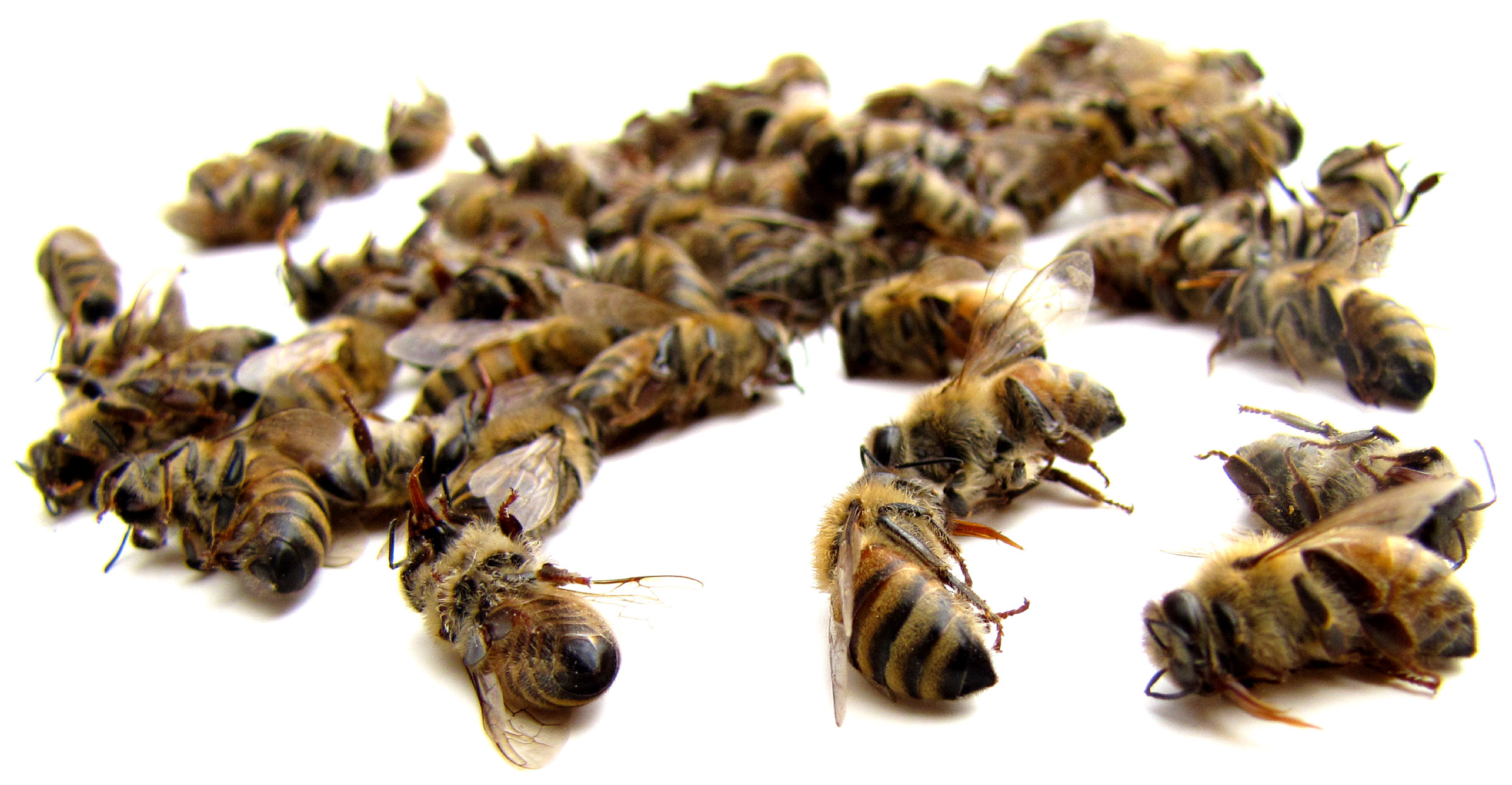 VIDEO Moartea albinelor, dezastru la nivel global
