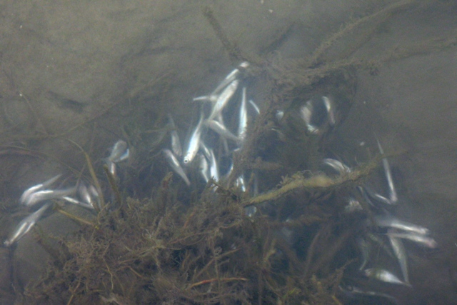 Cantitate mare de peşti morţi pe râul Caraş la Vojvodinci (Serbia) şi la Iam pe un afluent al pârâului Vicinic