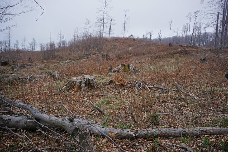 VIDEO Revoltator – Distrugerea pădurilor seculare in Parcul Naţional Domogled