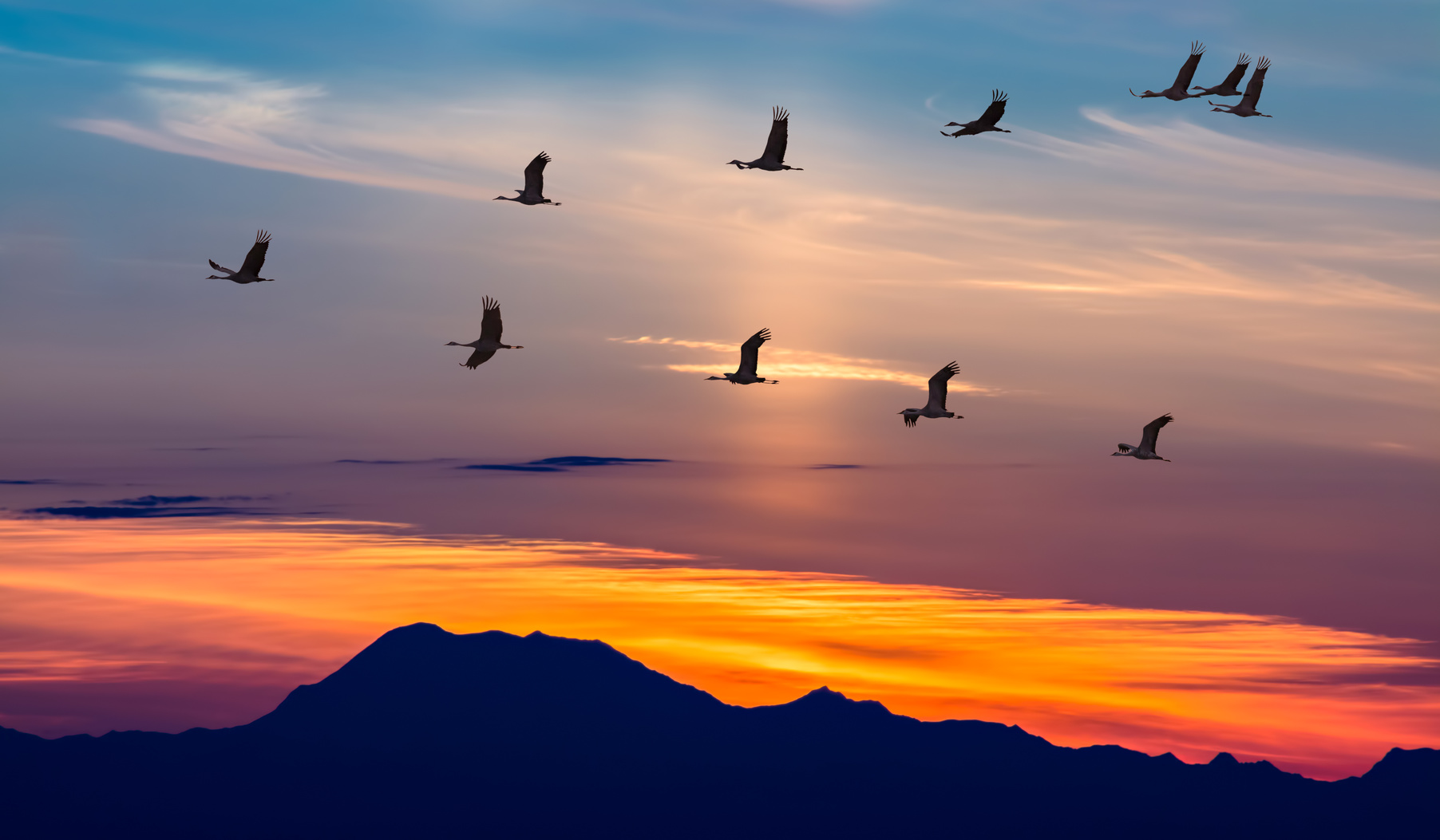 VIDEO Ziua Internaţională a Păsărilor Migratoare marcata in Caras Severin