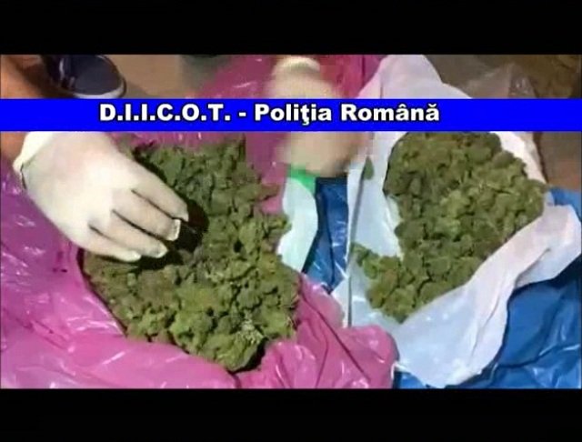 VIDEO Carasan arestat pentru trafic de droguri – 500 g droguri confiscate de oamenii legii