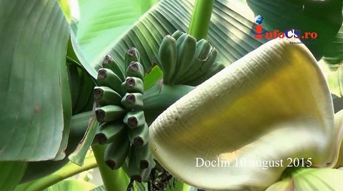 VIDEO Recolta de banane şi lămâi de Doclin, compromisă de vremea capricioasă