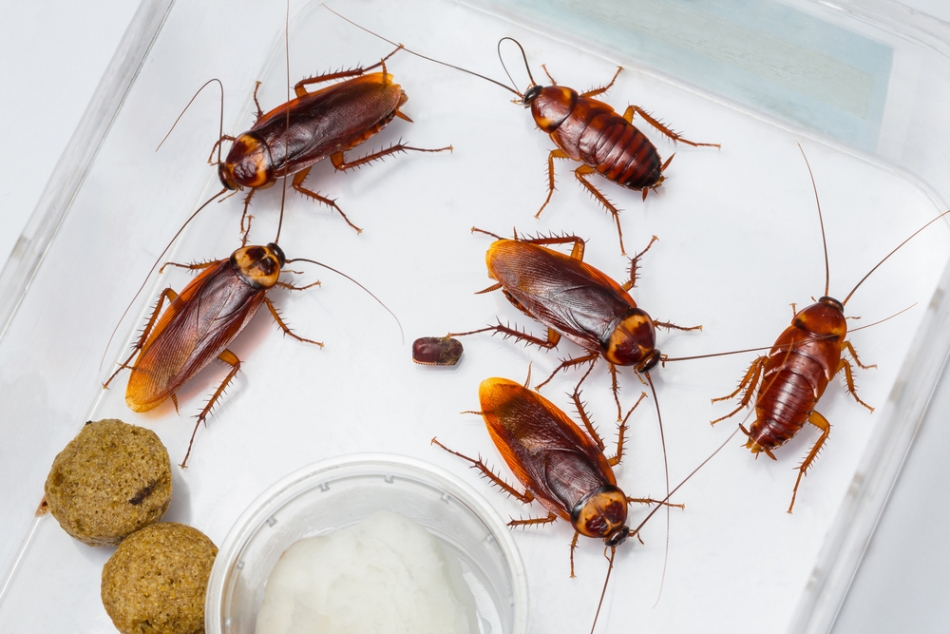 Cum scapăm de gândacii de bucătărie – O reteta simpla
