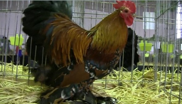 VIDEO Una dintre cele mai puternice asociatii de crescătorilor de păsări şi animale mici se află în Banat