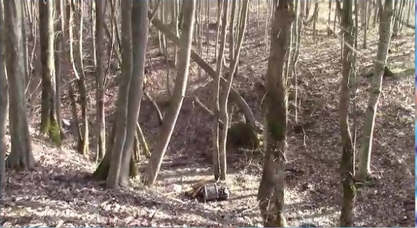 Padurea de la marginea Bocsei spre Dognecea, a fost curățată de gunoaie VIDEO