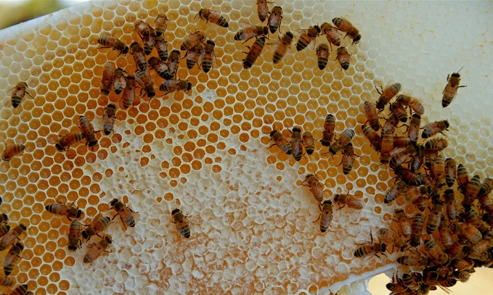 VIDEO 2017 A fost un an prost pentru apicultorii caraseni