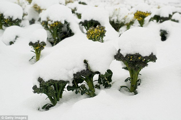Iarna capricioasa si gerul din ultimul timp, nu pun in pericol culturile agricole VIDEO