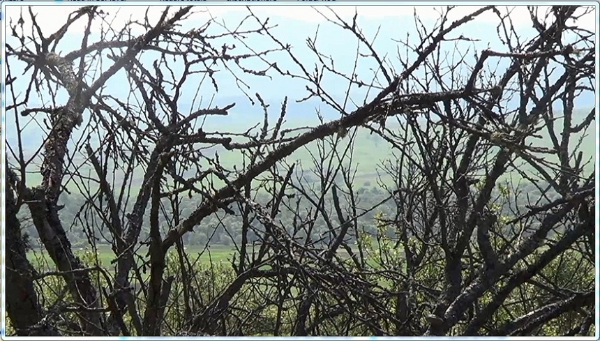 Atac fără precedent al Cotarului Verde in livezile din Valea Almăjului VIDEO