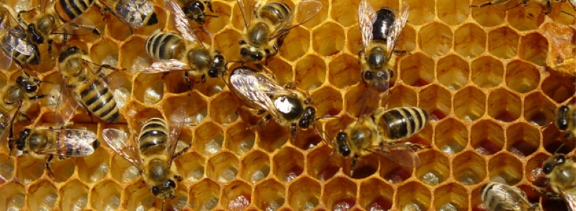 Producţie slabă de miere din cauza vemii