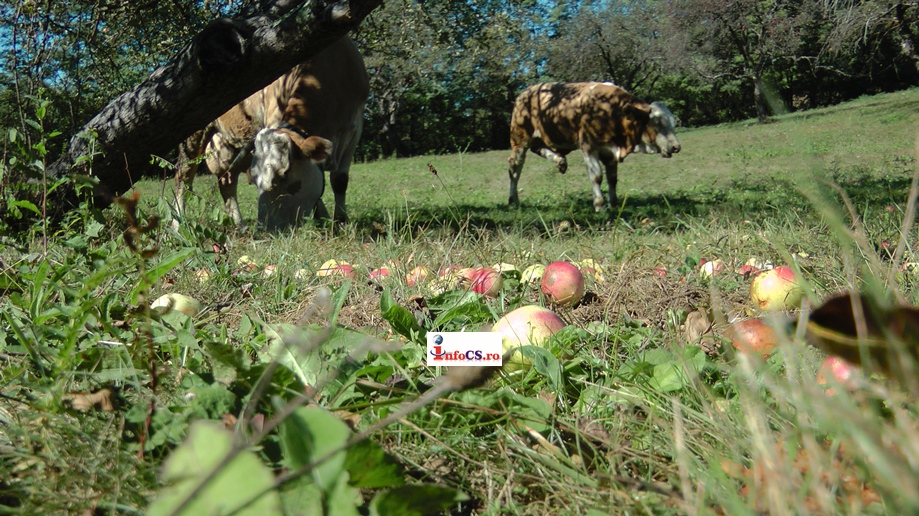 Tone de mere putrezite – Gugulanii au ajuns bataie de joc – 30 de bani kg de mere  VIDEO EXCLUSIV