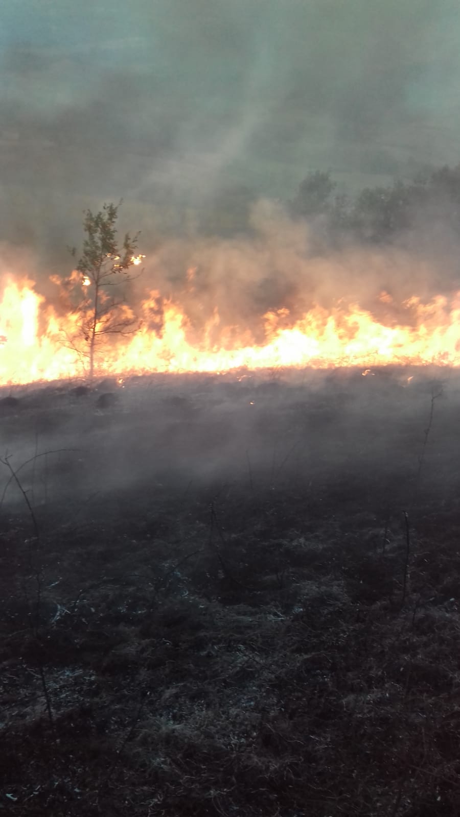 Incendiu de vegetație la Sichevița VIDEO