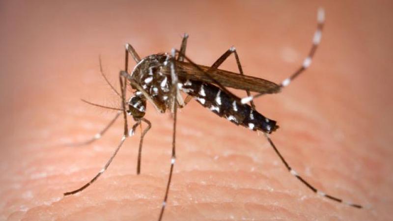 Caz confirmat de infectie cu Virusul West Nile, transmis de țânțari in Caras Severin