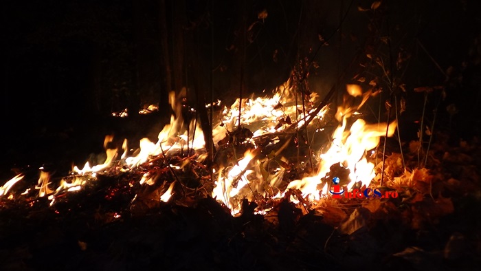 Puternic incendiu de vegetaţie în pădurea de langa Giurgiova VIDEO EXCLUSIV