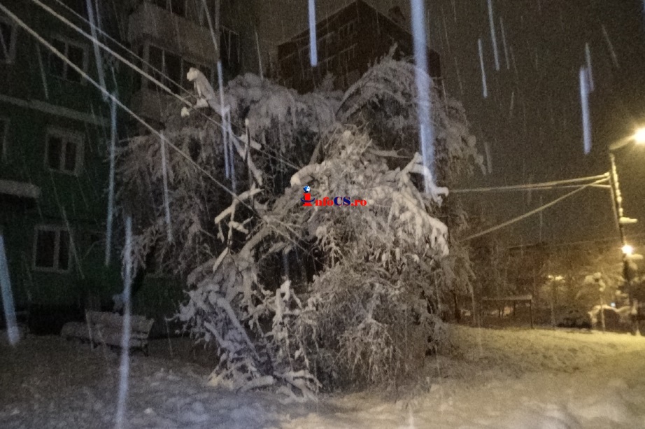 Copaci rupţi de zăpadă căzuți peste maşini la Reșița VIDEO