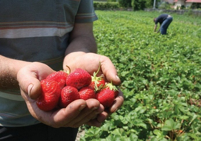 50 locuri de muncă la recoltare de fructe în Spania