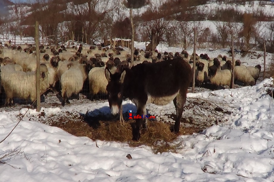 Iarnă grea peste Almaj – Poveste cu țăranul adevarat din Banatul Montan VIDEO