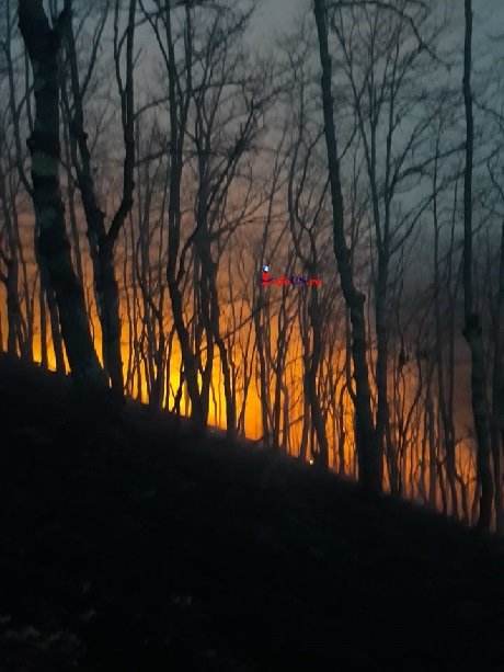 Ard Padurile de la Moceris din Valea Almăjului EXCLUSIV VIDEO