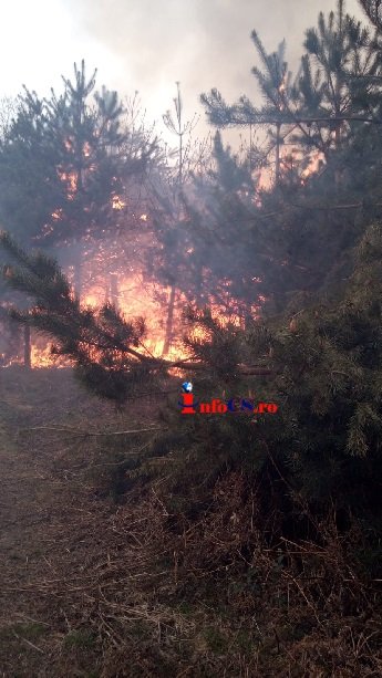 30 de hectare de litiera, fâneață şi pădure de pin arse la Reşita  VIDEO